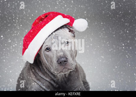 Thai ridgeback cucciolo in xmas hat Foto Stock