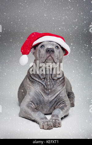 Thai ridgeback cucciolo in xmas hat Foto Stock