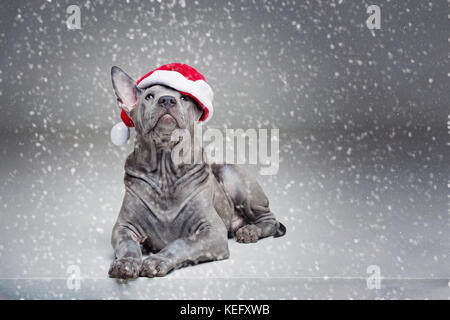 Thai ridgeback cucciolo in xmas hat Foto Stock