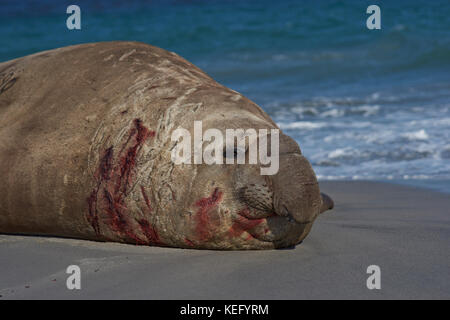 Battaglia segnato maschio di elefante meridionale di tenuta (mirounga leonina) giacenti su di una spiaggia di sabbia sulla Sea Lion Island nelle isole Falkland. Foto Stock