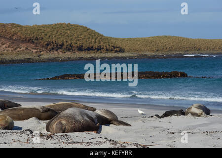 Gruppo di elefante meridionale guarnizioni (mirounga leonina) giacente su un kelp sparsi sulla spiaggia di Sea Lion Island nelle isole Falkland. Foto Stock