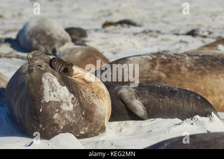 Gruppo di elefante meridionale guarnizioni (mirounga leonina) giacente su un kelp sparsi sulla spiaggia di Sea Lion Island nelle isole Falkland. Foto Stock