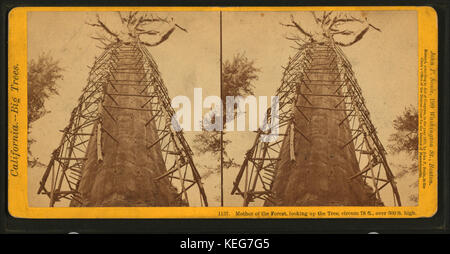 Madre della foresta, guardando l'albero, circum. 78 ft., oltre 300 m. alto, da John P. Soule Foto Stock