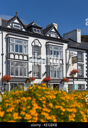 Fiori estivi, Aberdyfi, Snowdonia Foto Stock