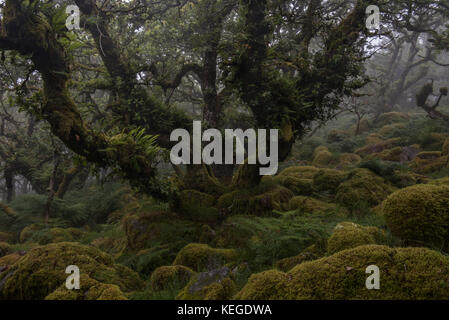 La felce coperta vecchia quercia in legno wistmans, dartmoor Foto Stock