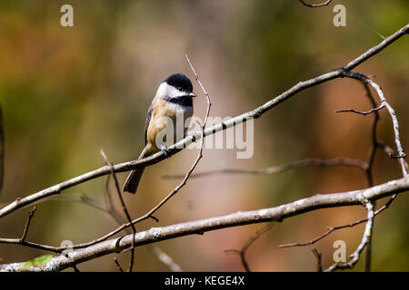 Un black-capped Luisa posatoi su un ramo di albero. Foto Stock