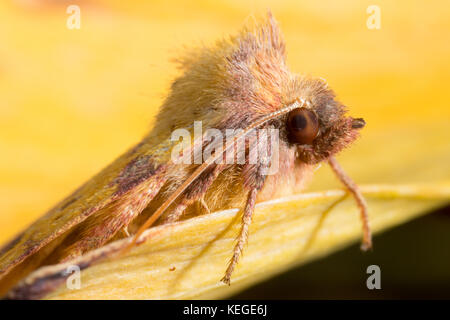 Un piuttosto pippo-cercando di rosa-sbarrate sallow - macro ritratto di questo britannico giardino autunnale moth. Foto Stock