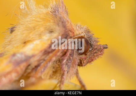 Un piuttosto pippo-cercando di rosa-sbarrate sallow - macro ritratto di questo britannico giardino autunnale moth. Foto Stock