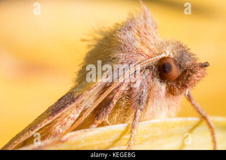 Un piuttosto pippo-cercando di rosa-sbarrate sallow - macro ritratto di questo britannico giardino autunnale moth. Foto Stock