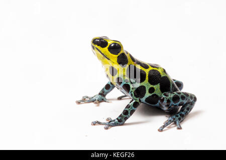 Zimmerman veleno della rana (Ranitomeya coenobita) è minuscolo ma molto bella. Essa si basa sulla sua tossine per tenerlo al sicuro dai predatori. Foto Stock