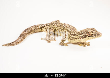 Un selvaggio rapa meridionale-tailed gecko fotografato su uno sfondo bianco per accentuare i dettagli e pattern. Foto Stock