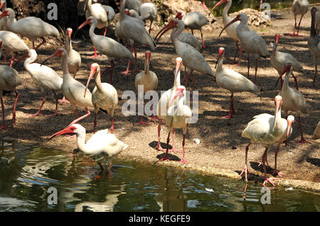 Gregge di bianco americano (ibis eudocimus albus) Foto Stock