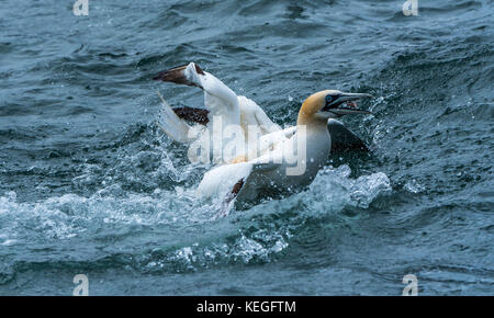 BGannets lotta per il pesce lungo la costa delle scogliere di Bempton nel Regno Unito Foto Stock