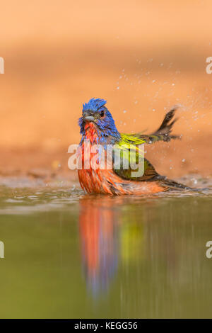 Dipinto di bunting maschio di prendere un bagno Foto Stock