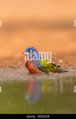 Dipinto di bunting maschio di prendere un bagno Foto Stock