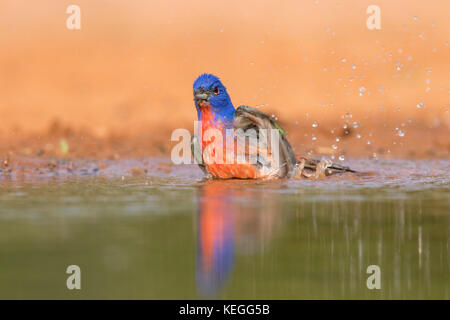 Dipinto di bunting maschio di prendere un bagno Foto Stock