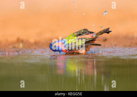 Dipinto di bunting maschio di prendere un bagno Foto Stock