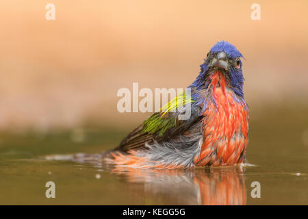 Dipinto di bunting maschio di prendere un bagno Foto Stock