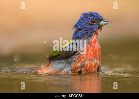 Verniciato maschio pavese di prendere un bagno Foto Stock