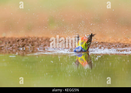 Dipinto di bunting maschio di prendere un bagno Foto Stock