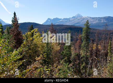 Foglie di giallo in autunno in tutta l'Athabasca Pass in japser, Alberta Foto Stock