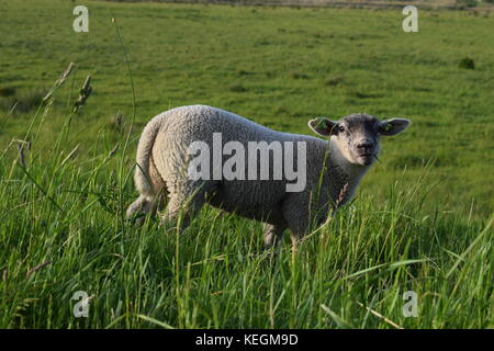 Pecora che pascola nel prato Foto Stock