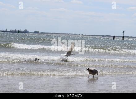 Gabbiani sul mare volare sull'acqua Foto Stock