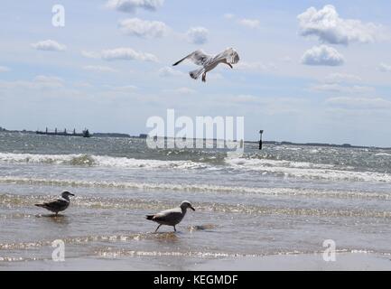 Gabbiani sul mare volare sull'acqua Foto Stock