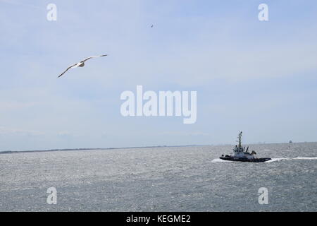 Gabbiani sul mare volare sull'acqua Foto Stock