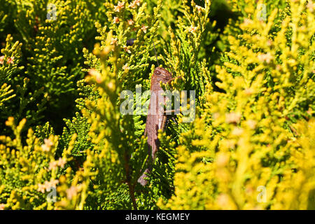 Egiziano gigante o grasshopper close up nome latino anacridium aegyptium su un thuja nome latino arbor vitae cupressaceae con stripe di occhio Foto Stock