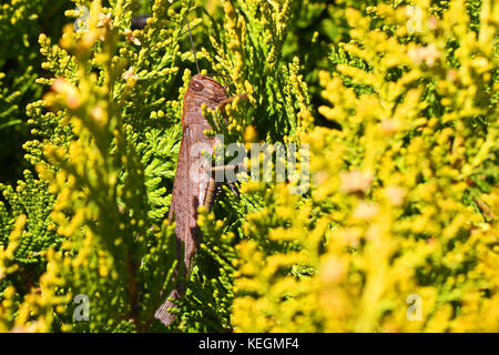 Egiziano gigante o grasshopper close up nome latino anacridium aegyptium su un thuja nome latino arbor vitae cupressaceae con stripe di occhio Foto Stock