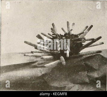 "Uccelli di altre terre, rettili, pesci, giuntati animali e forme inferiori;" (1917) Foto Stock