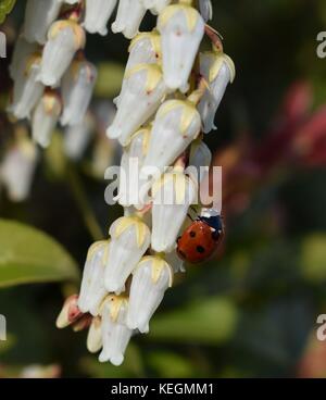 Coccinella sul fiore bianco in primavera Foto Stock