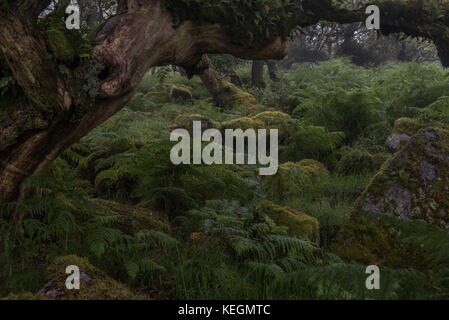 La felce coperta vecchia quercia in legno wistmans, dartmoor Foto Stock