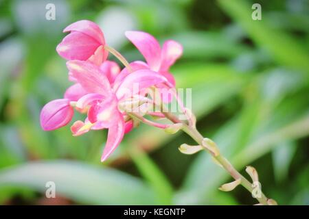 Bel fiore, gruppo di fioritura rosa jatropha integerrima, jatropha hastata, peregrina o piccante jatropha fiori con foglie verdi su albero in un ga Foto Stock