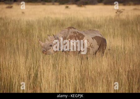 Spitzmaulnashorn- Rhino im Etosha National Park - Namibia in Streppenlandschaft - savanne Foto Stock