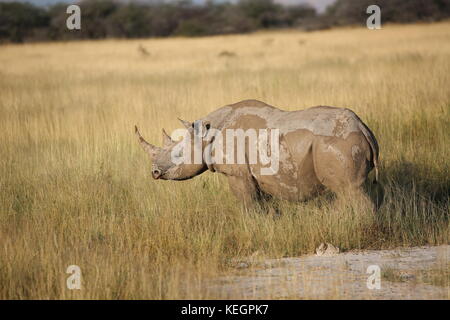 Spitzmaulnashorn- Rhino im Etosha National Park - Namibia in Streppenlandschaft - savanne Foto Stock