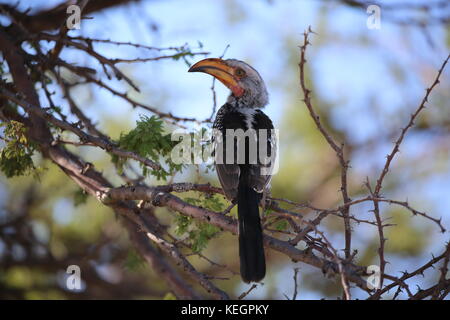 Giallo Hornbill - Parco Nazionale Etosha Foto Stock