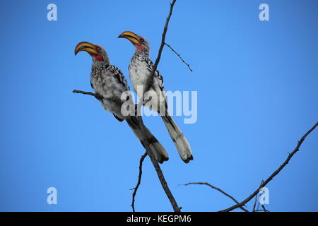 Giallo Hornbill - Parco Nazionale Etosha Foto Stock