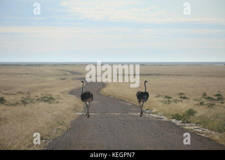 La fauna selvatica Strauss - Comune di struzzi im Etosha Natinal Park Namibia Foto Stock