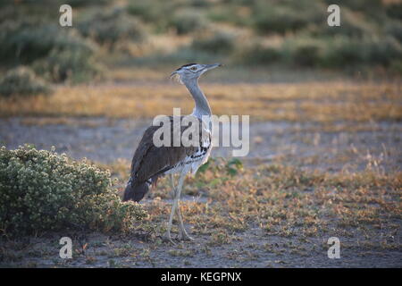 Kori Bustard Riesentrappe - Parco nazionale di Etosha - Namibia Foto Stock