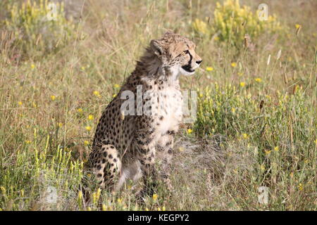 Geparde - ghepardi in Namibia in Steppenlandschaft auf einer safari Foto Stock