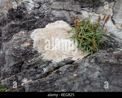 La crescita dei licheni sulla scogliera sulla Mizen, Irlanda Foto Stock