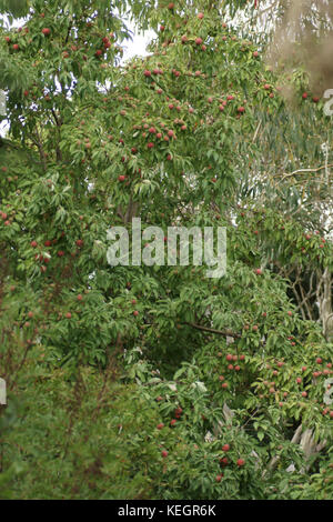 Cornus capitata Foto Stock