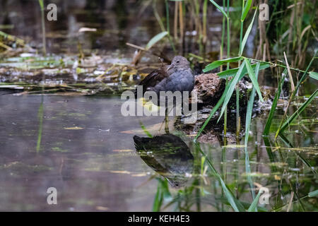 I capretti moorhen duck riflessione mentre in piedi ancora acqua di lago Foto Stock