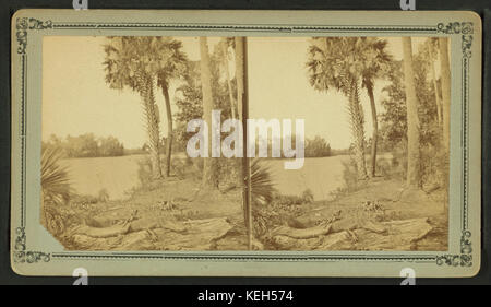 Un alligatore ensoleillement se stesso sulla San Giovanni River, Fla, da Robert N. Dennis raccolta di vista stereoscopica Foto Stock