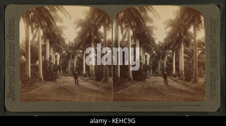 Avenue di Royal Palms, Queen's Hospital motivi, Honolulu, Hawaii, da Underwood & Underwood Foto Stock