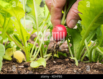 Mano di uomo caucasico che raccoglie ravanello in giardino Foto Stock