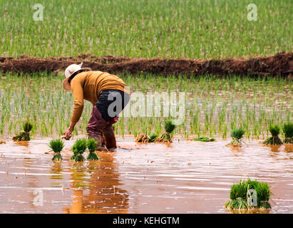 La coltivazione del riso vicino a Kunming, Yunnan Foto Stock