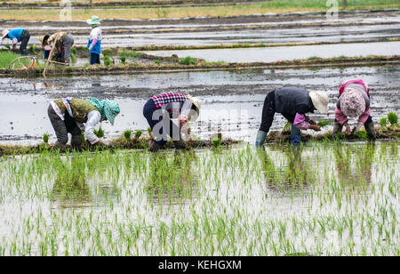 La coltivazione del riso nei pressi di Xizhou, Yunnan Foto Stock